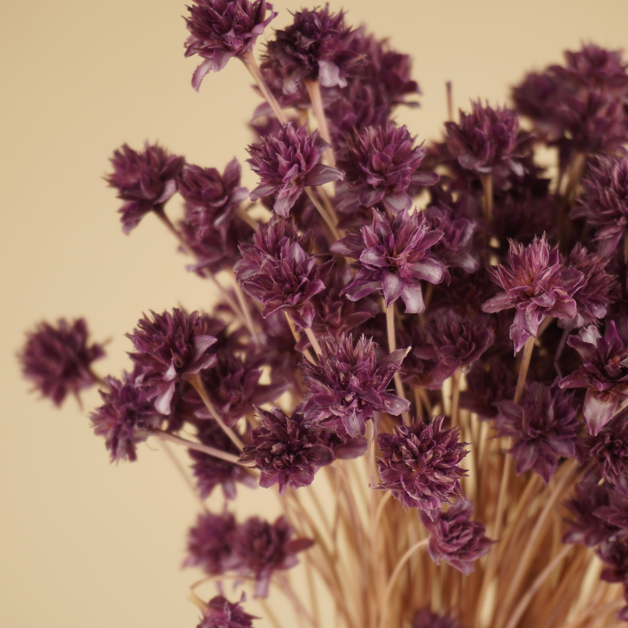 Lilas séché à la fleur de la colline