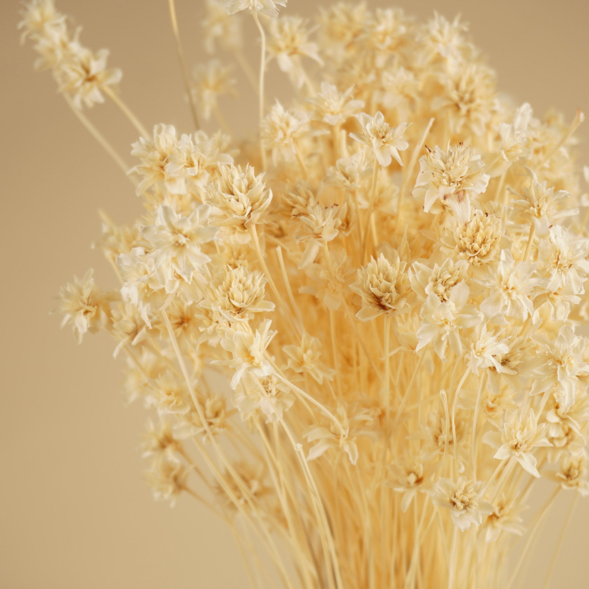 Hill Flower dried white bleached