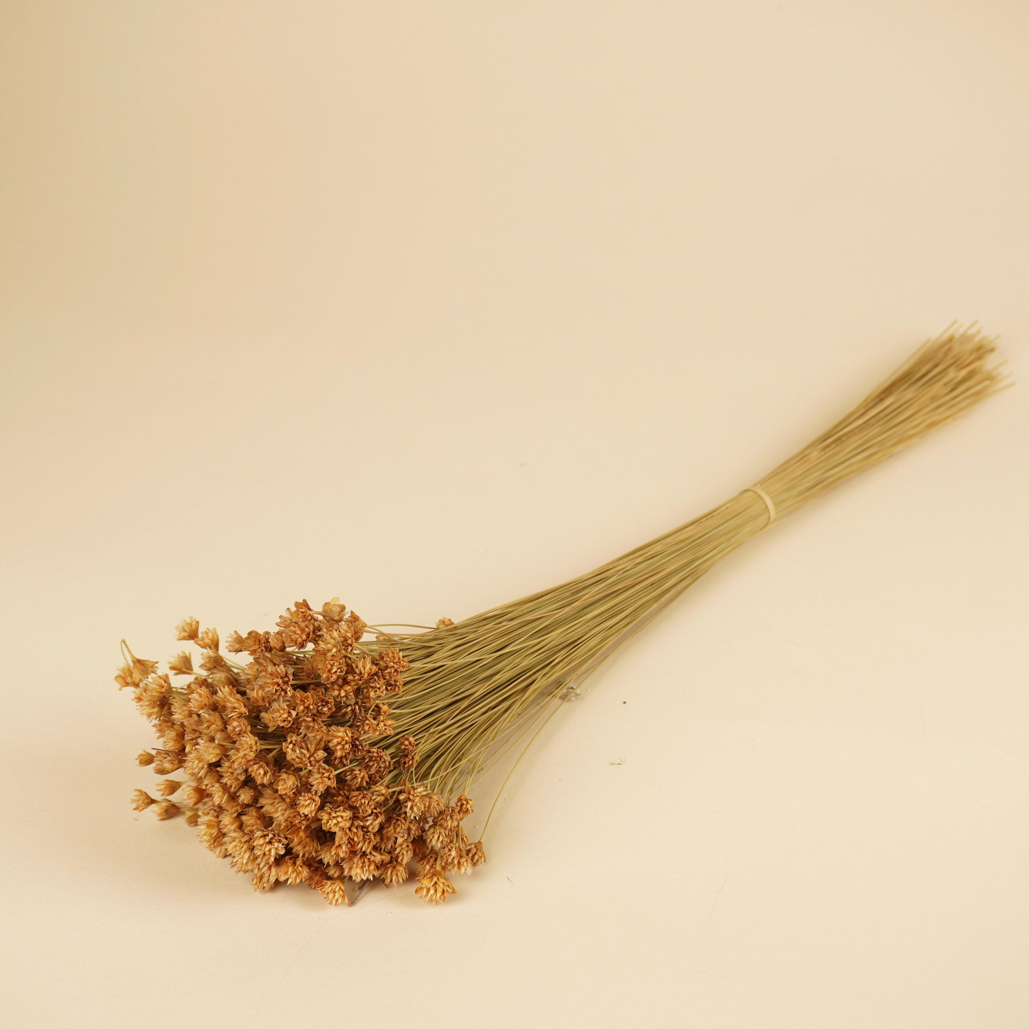 Hill Flower Naturel getrocknet