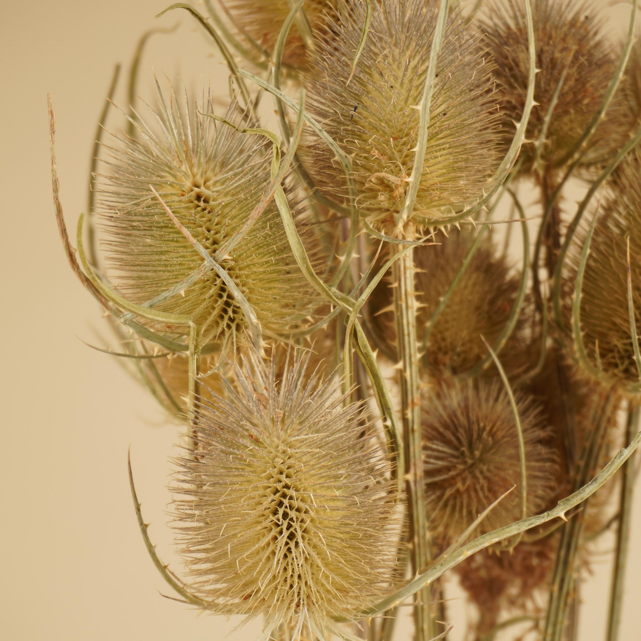 Getrocknetes Cardoon Distel Natural Braun