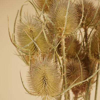 Getrocknetes Cardoon Distel Natural Braun