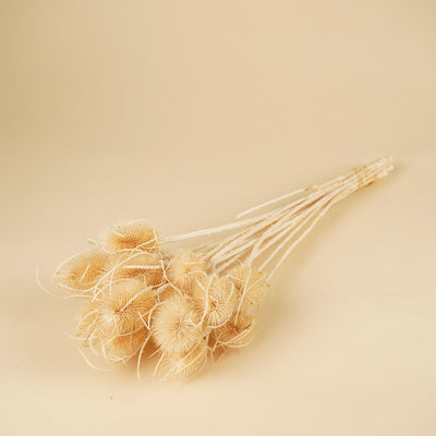 Cardoen Distel séché et blanchi