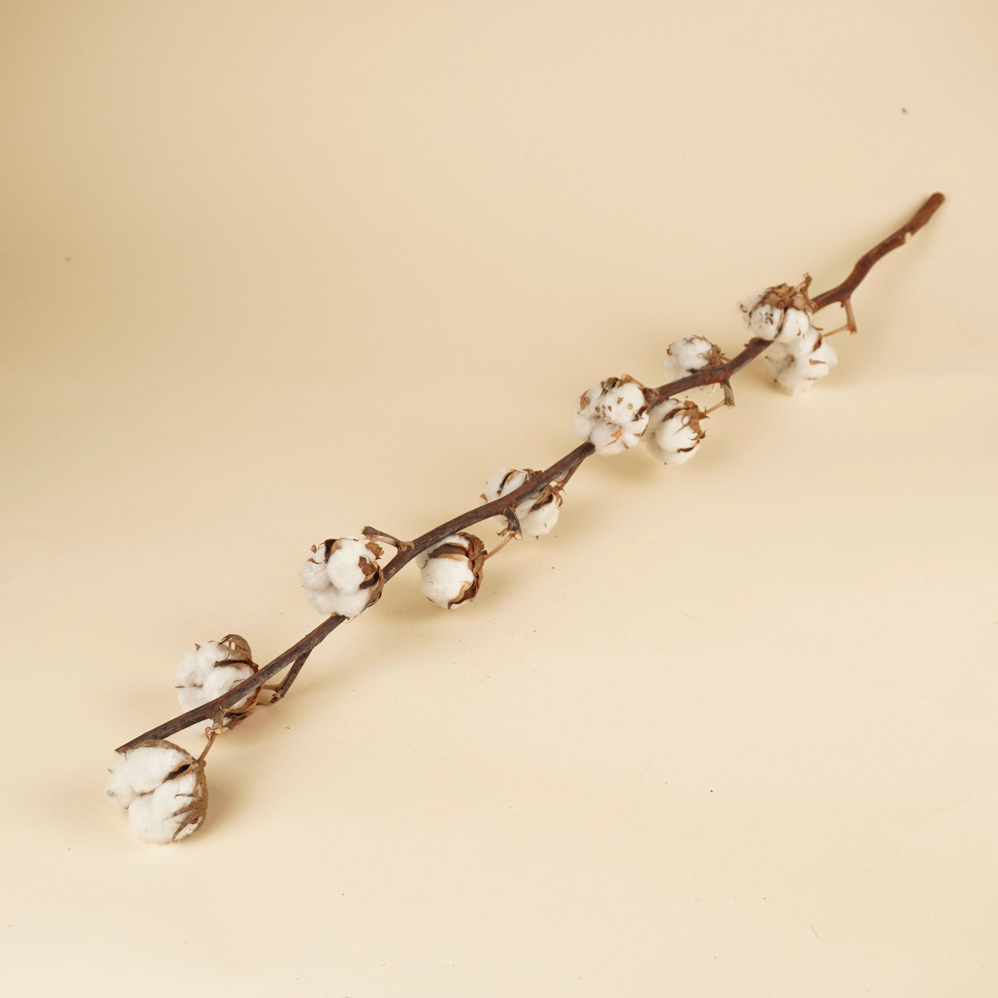 Branches de coton (gossypium) avec 10 balles par branche