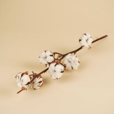 Branches de coton (gossypium) avec 7 balles par branche