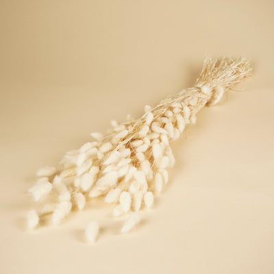 Séché Lagurus ovatus blanchis
