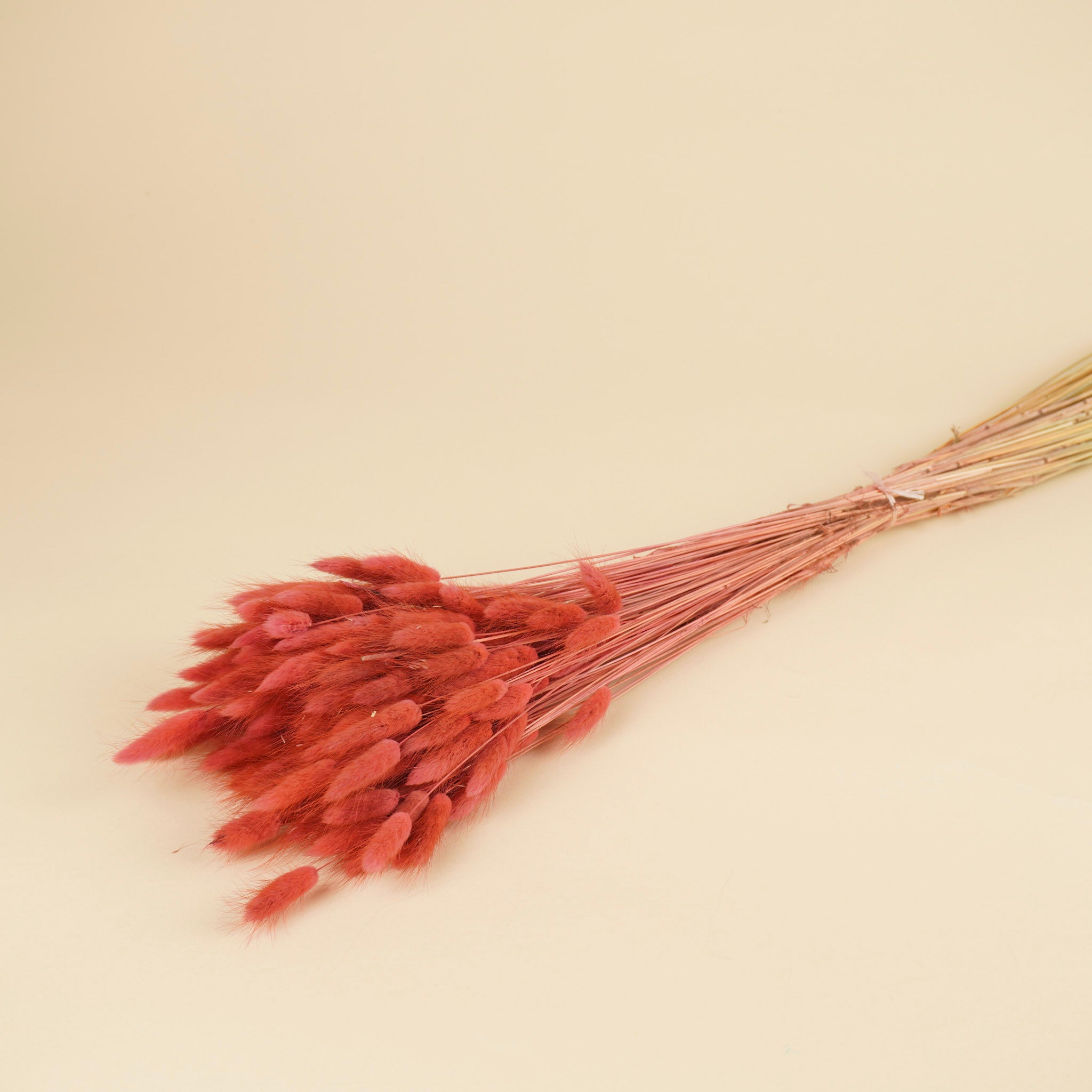 Lagurus ovatus rose foncé