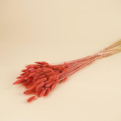 Lagurus ovatus rose foncé