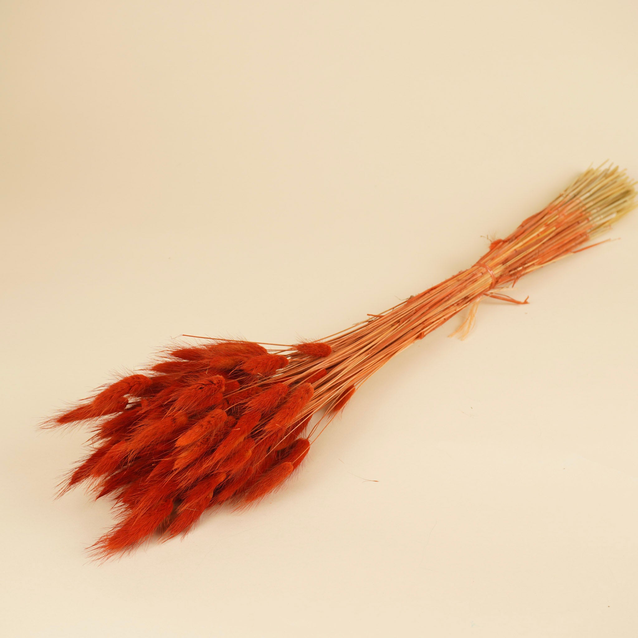 Gedroogde hazestaartjes (lagurus) – gebrand oranje