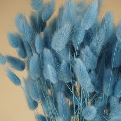 Lagurus séché ovatus bleu clair
