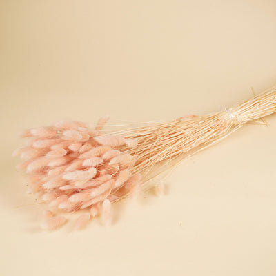 Dried Lagurus Ovatus Light Pink