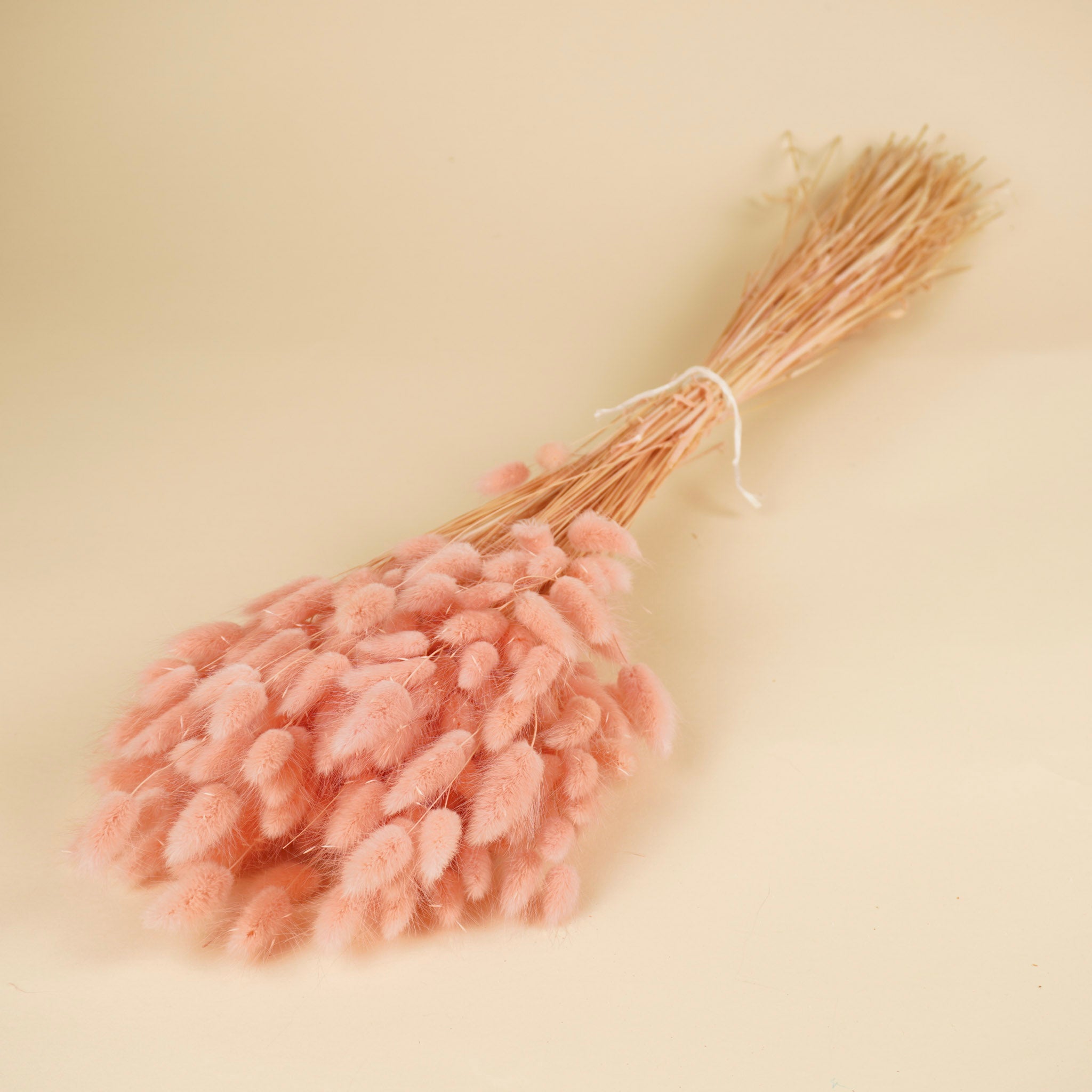 Gedroogde lagurus ovatus – roze