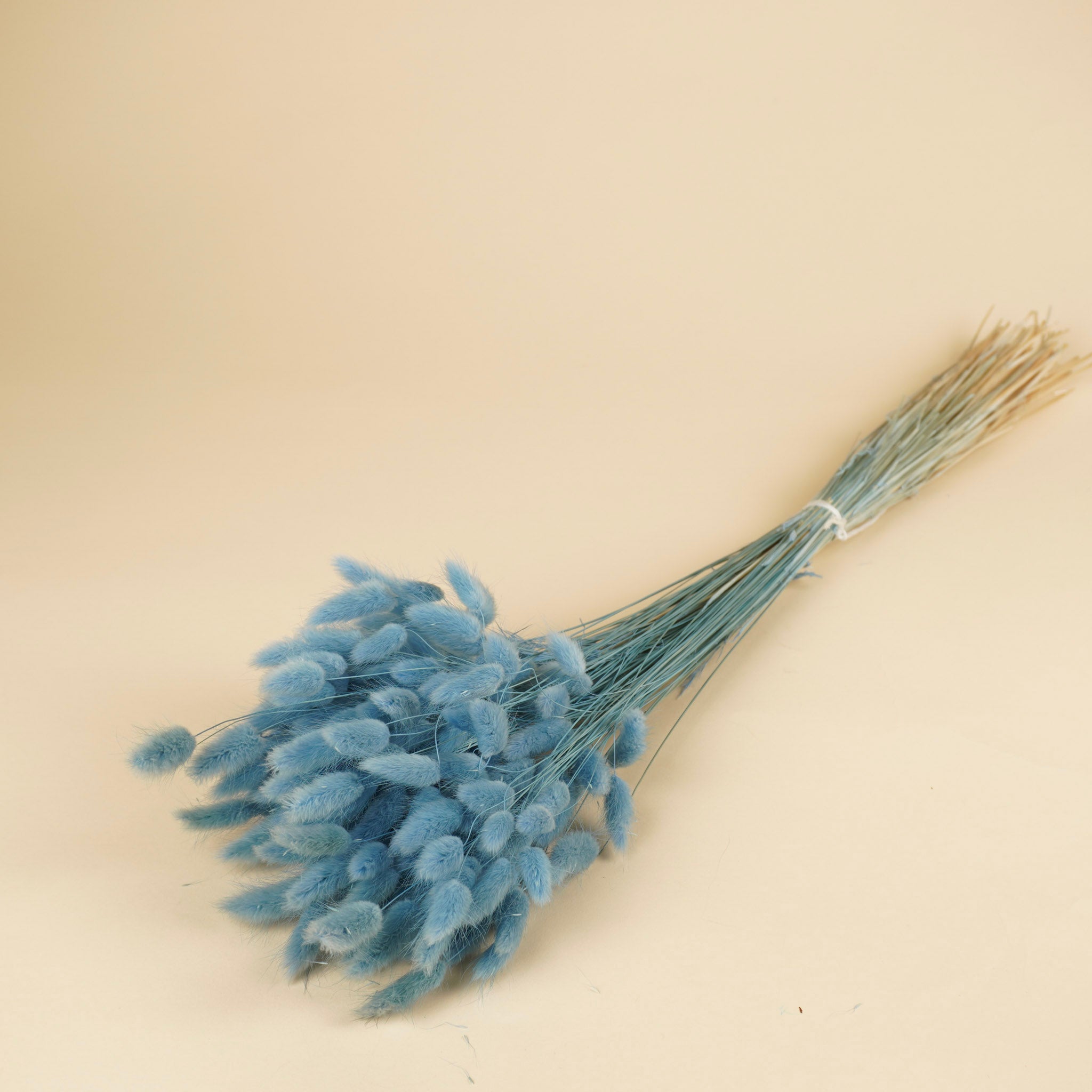 Lagurus séché ovatus bleu clair