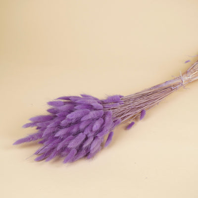 Dried Lagurus Ovatus Violet