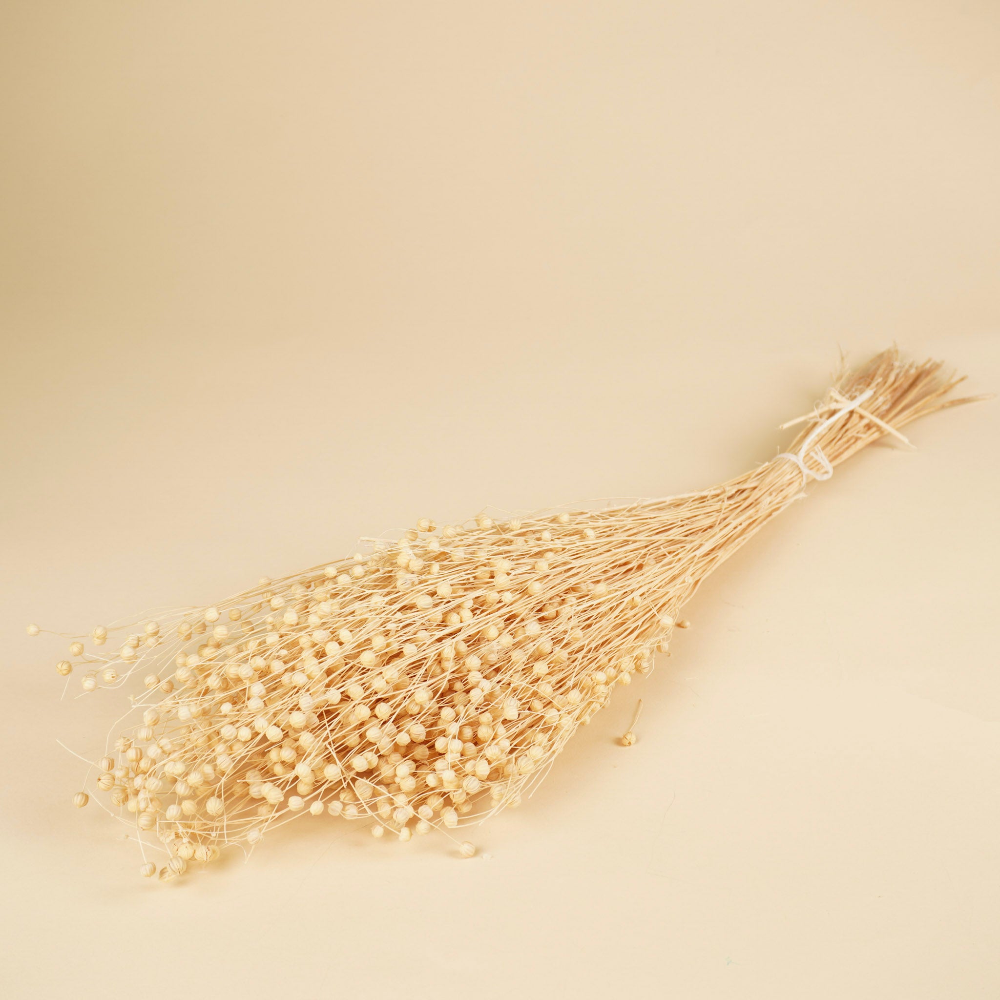 Dried Lino Vlas (Linum) bleached