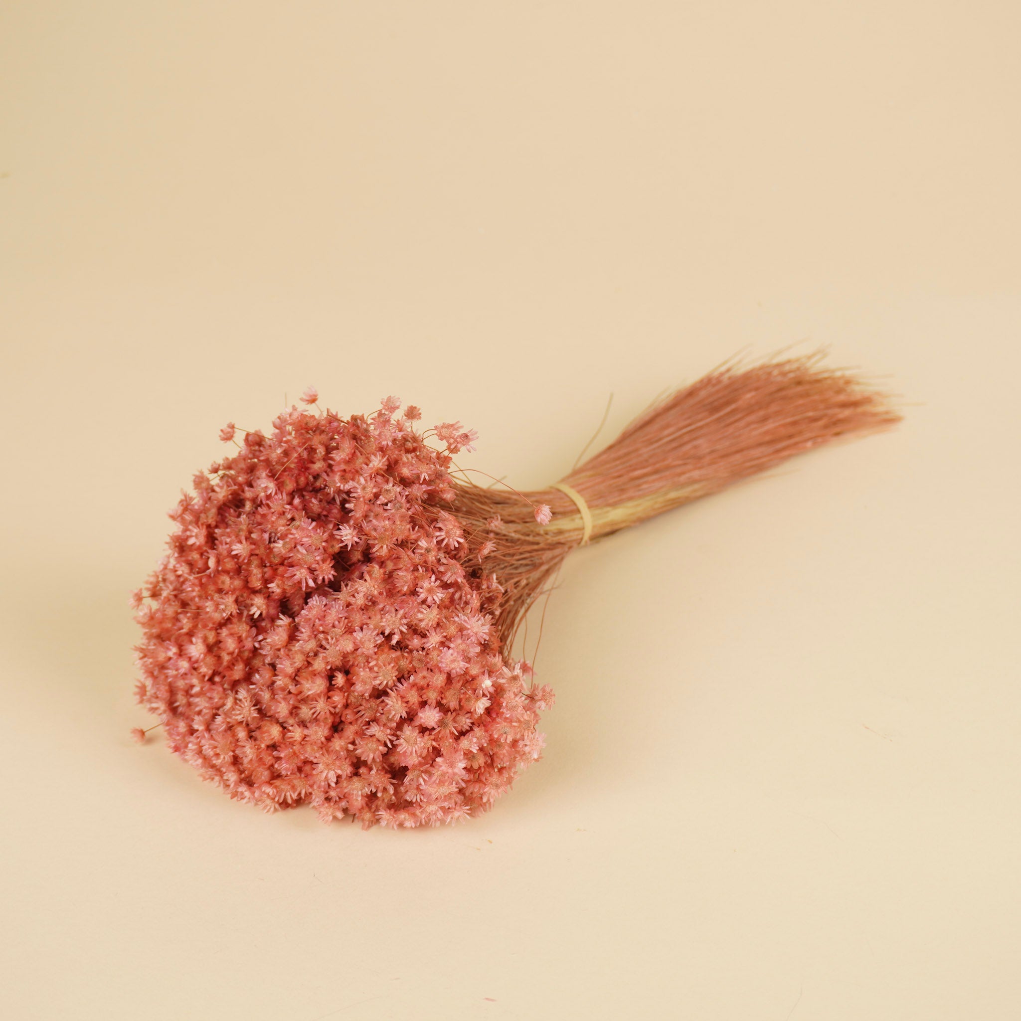 Getrocknete Marcela -rosa Blumen