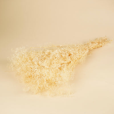 Mini gypsophila bleached dried (gypsum)