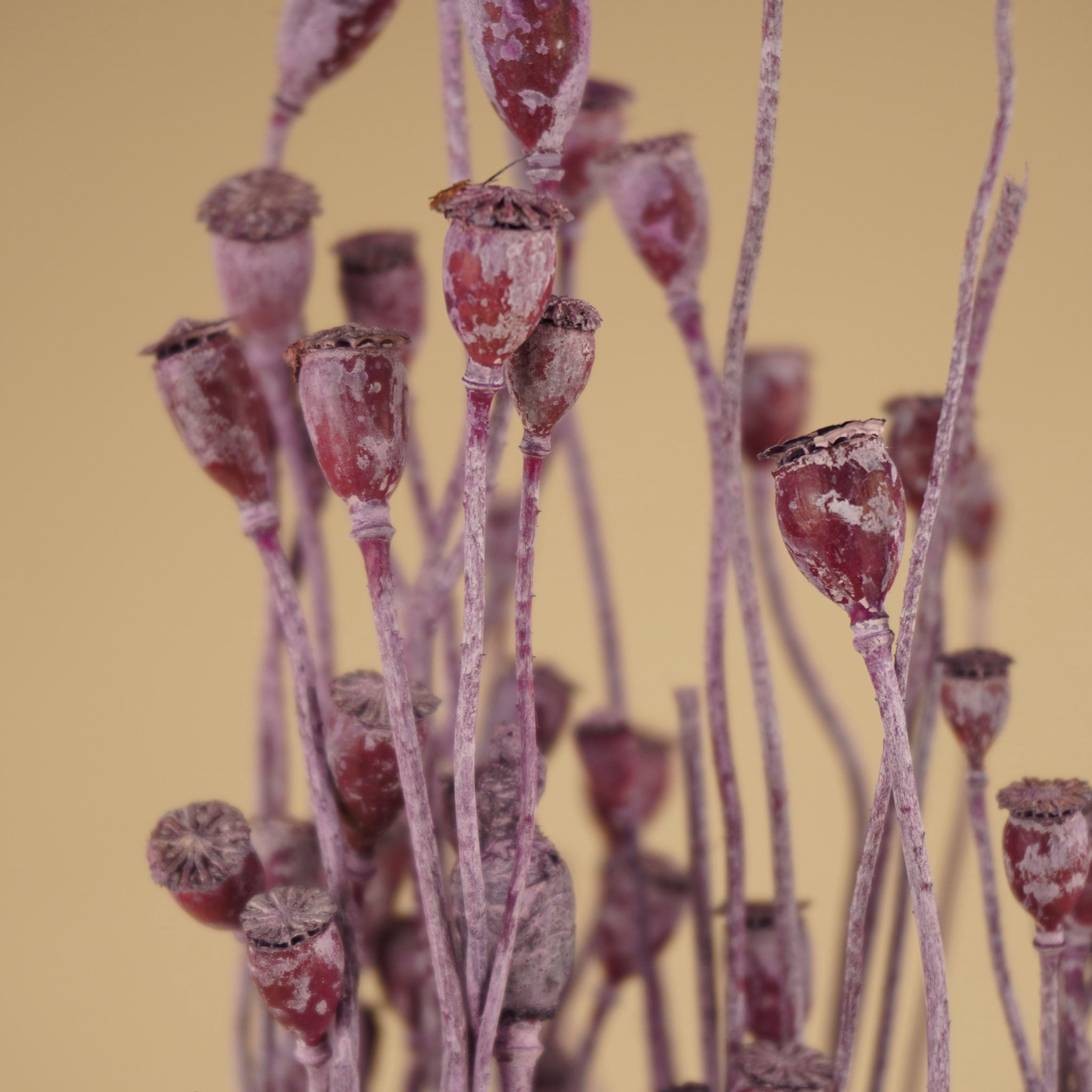 Papaver séché Mini