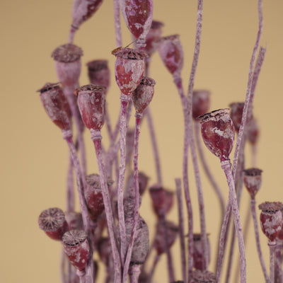 Papaver séché Mini