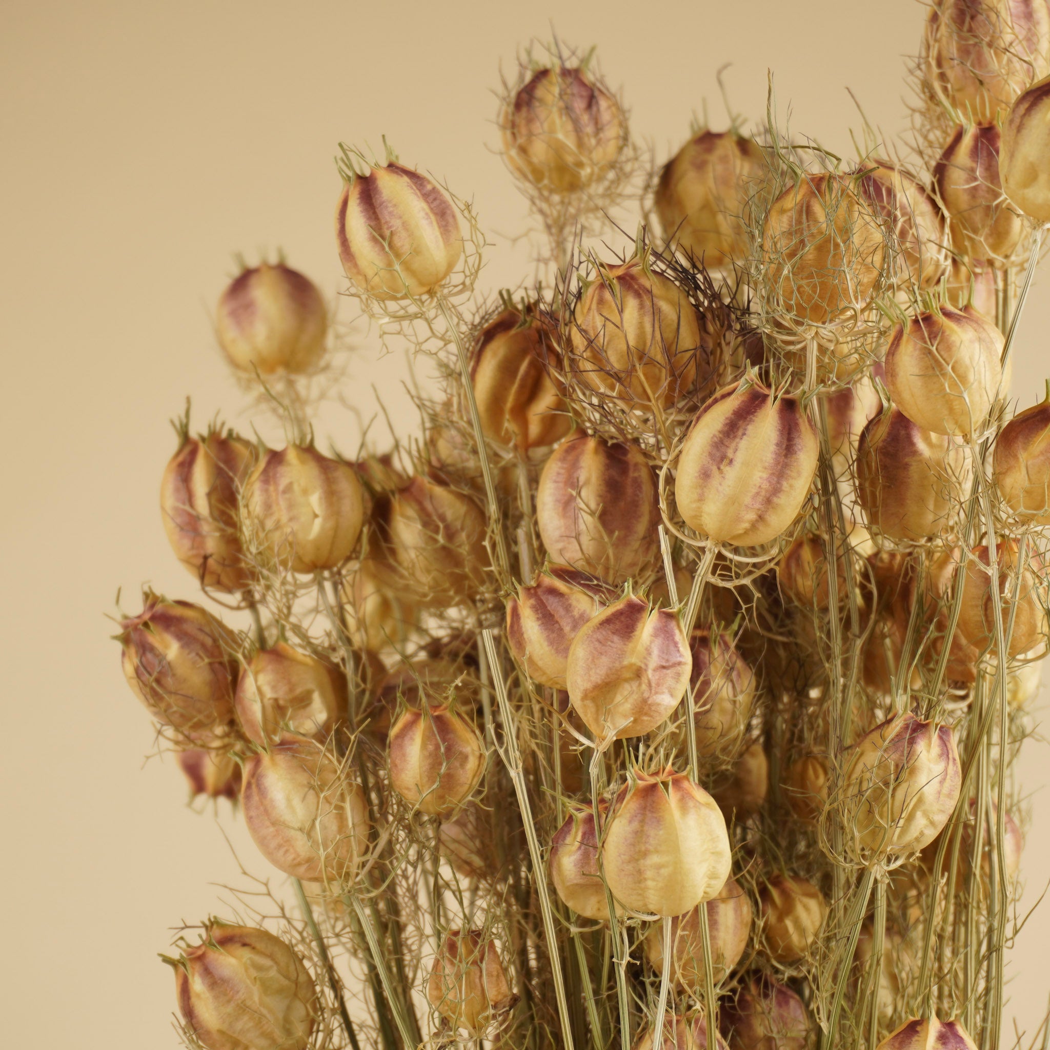 Nigella séché Green