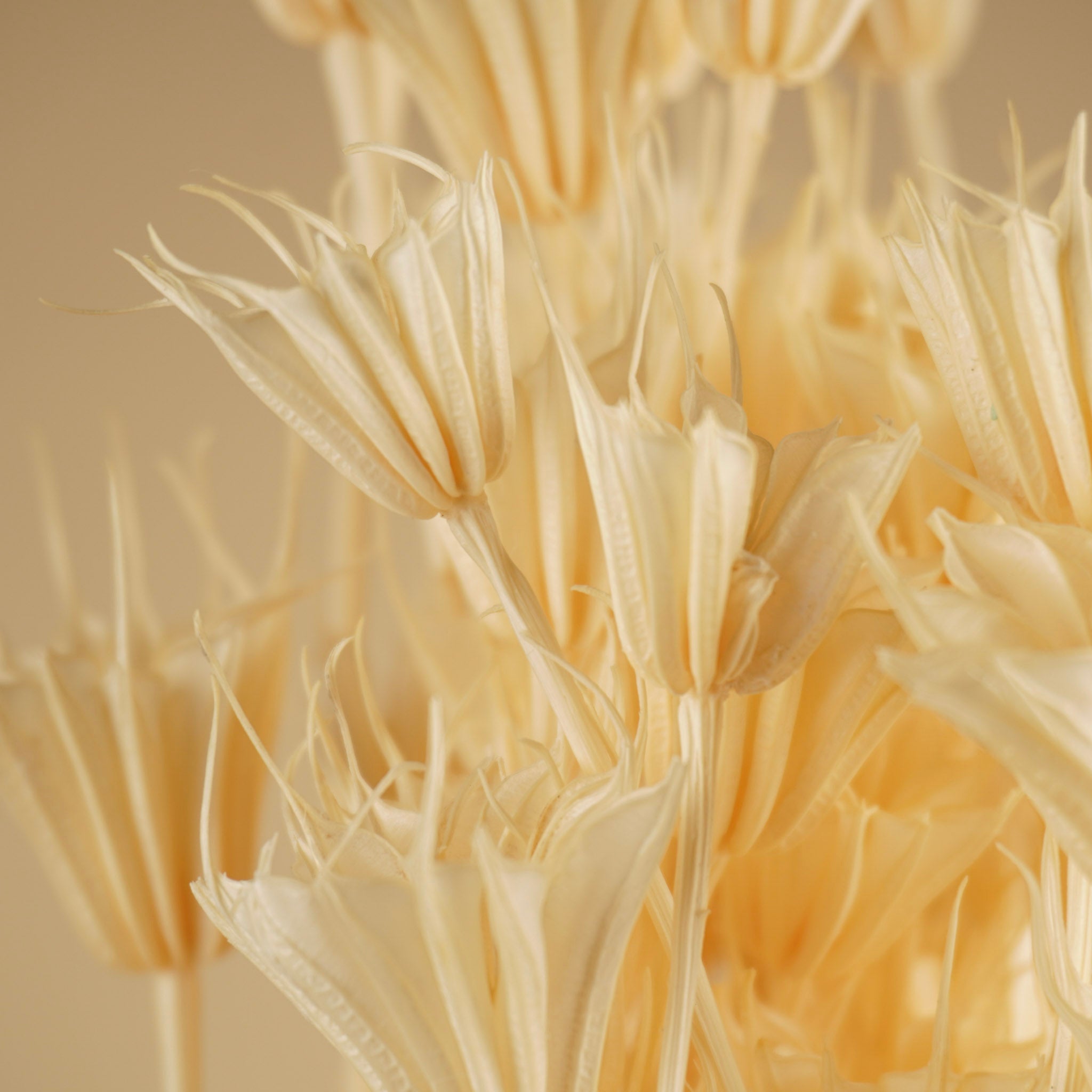 Gedroogde nigella orientalis – gebleekt