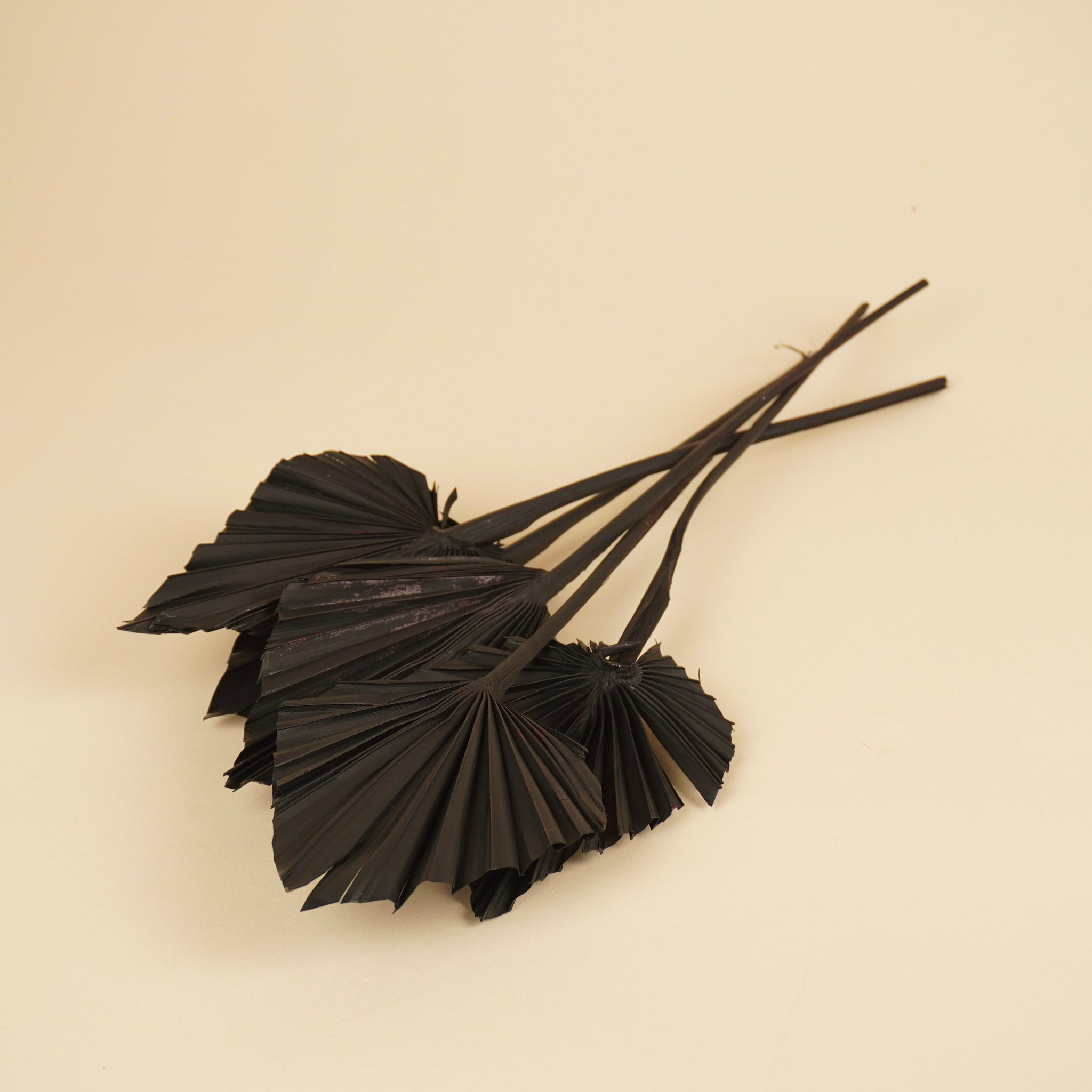 Dried Palm Spear Black