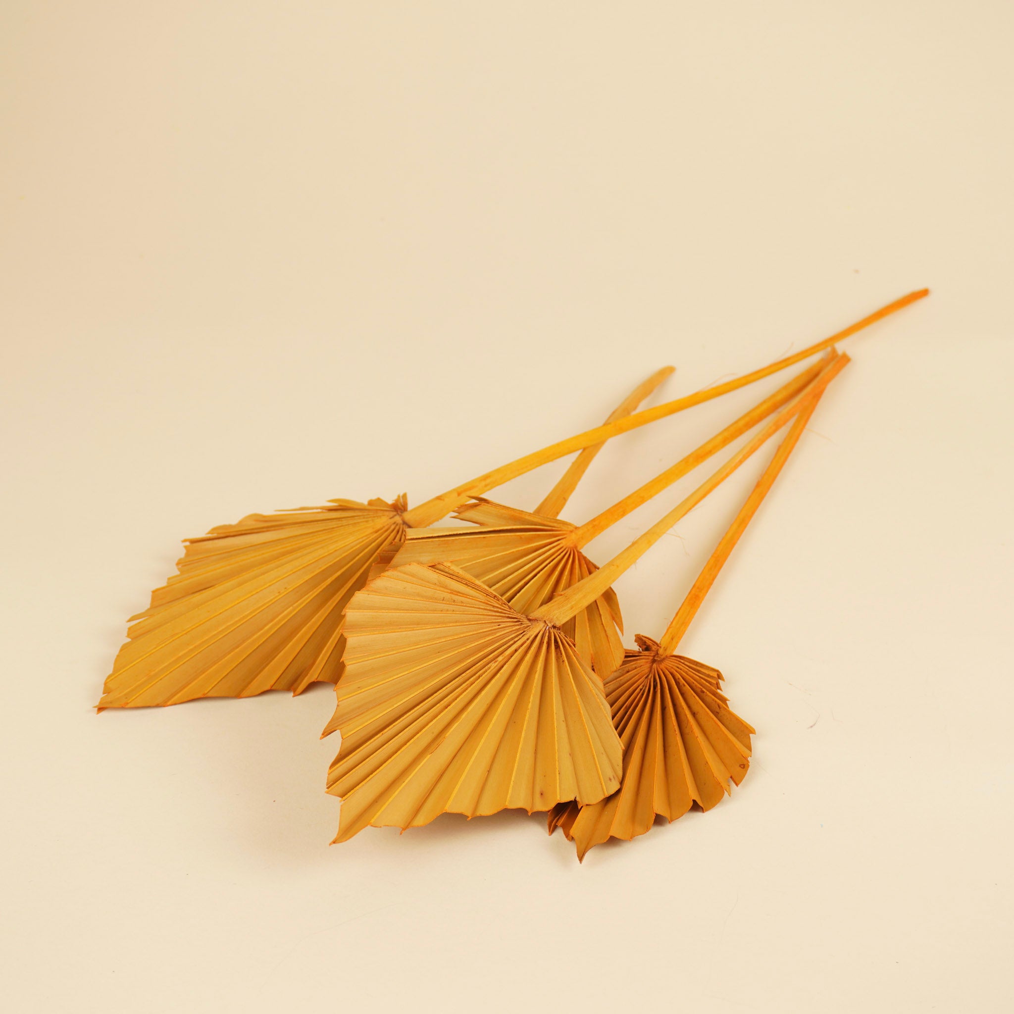 Palm Spear Orange
