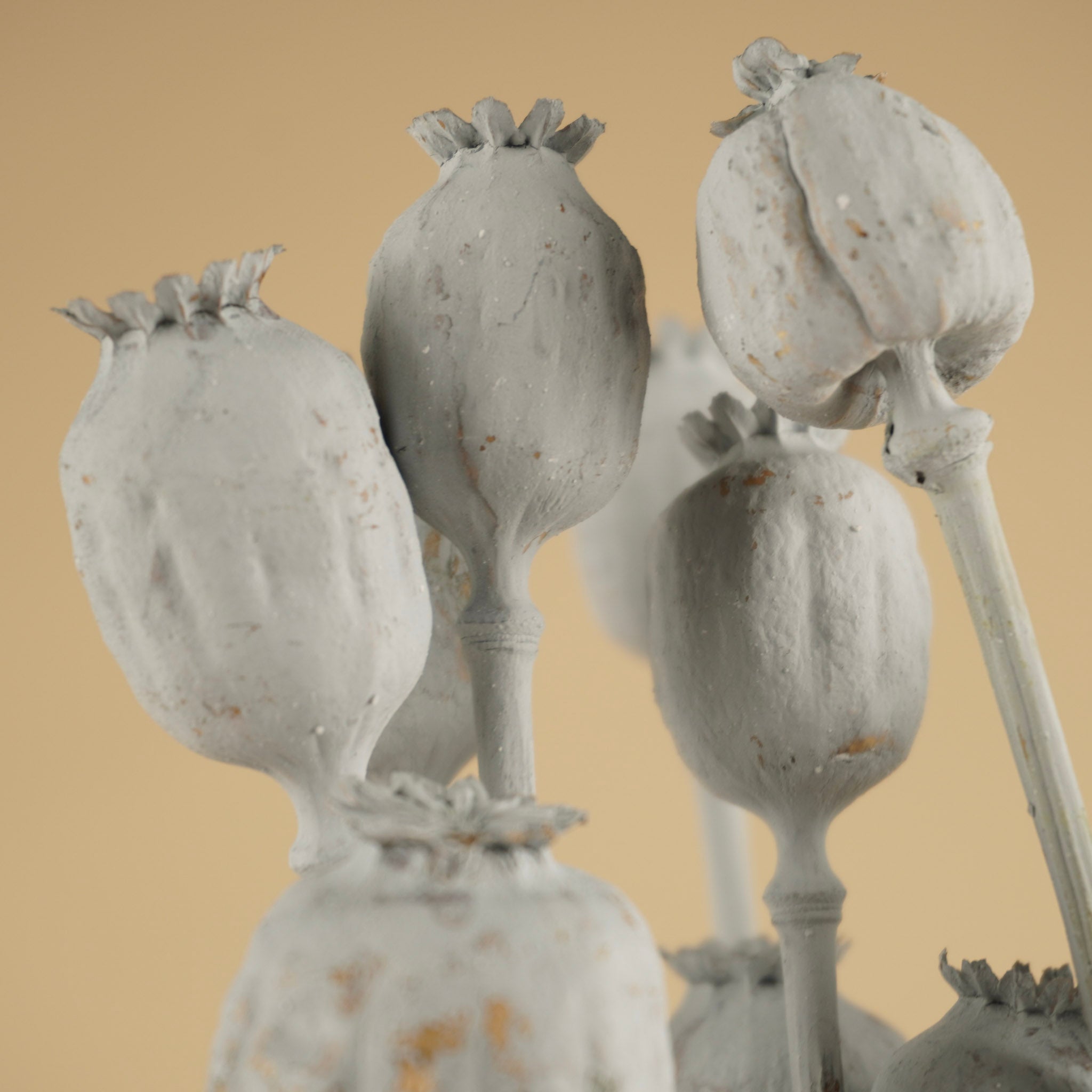 Papaver gray dried