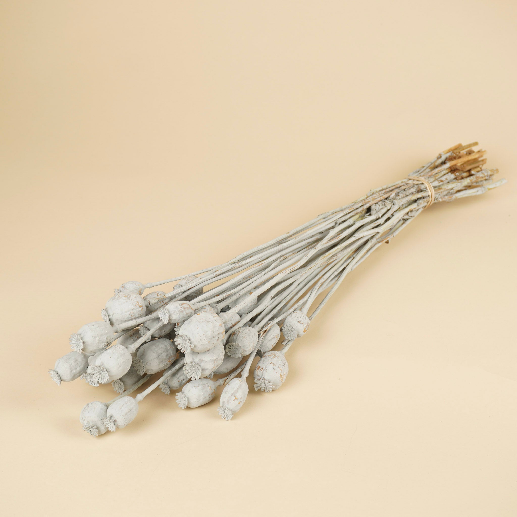 Papaver gray dried
