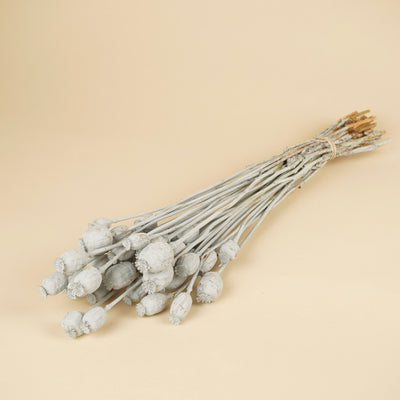 Papaver gray dried