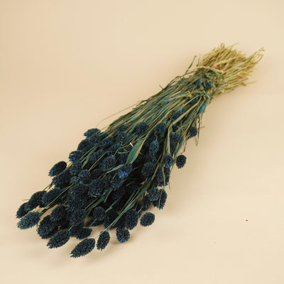 Dried Phalaris colored dark blue