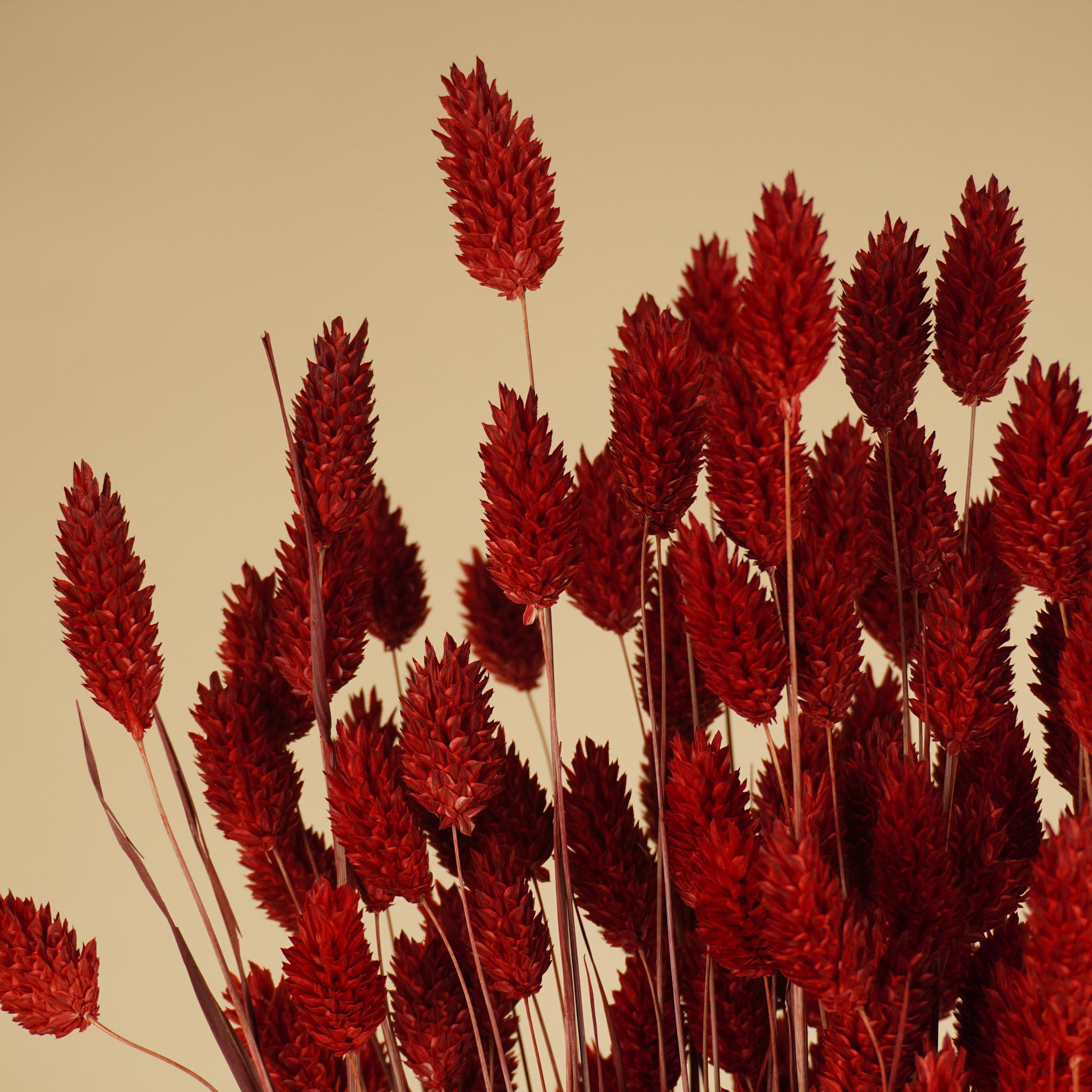 Gedroogde phalaris (kanariegras) – rood