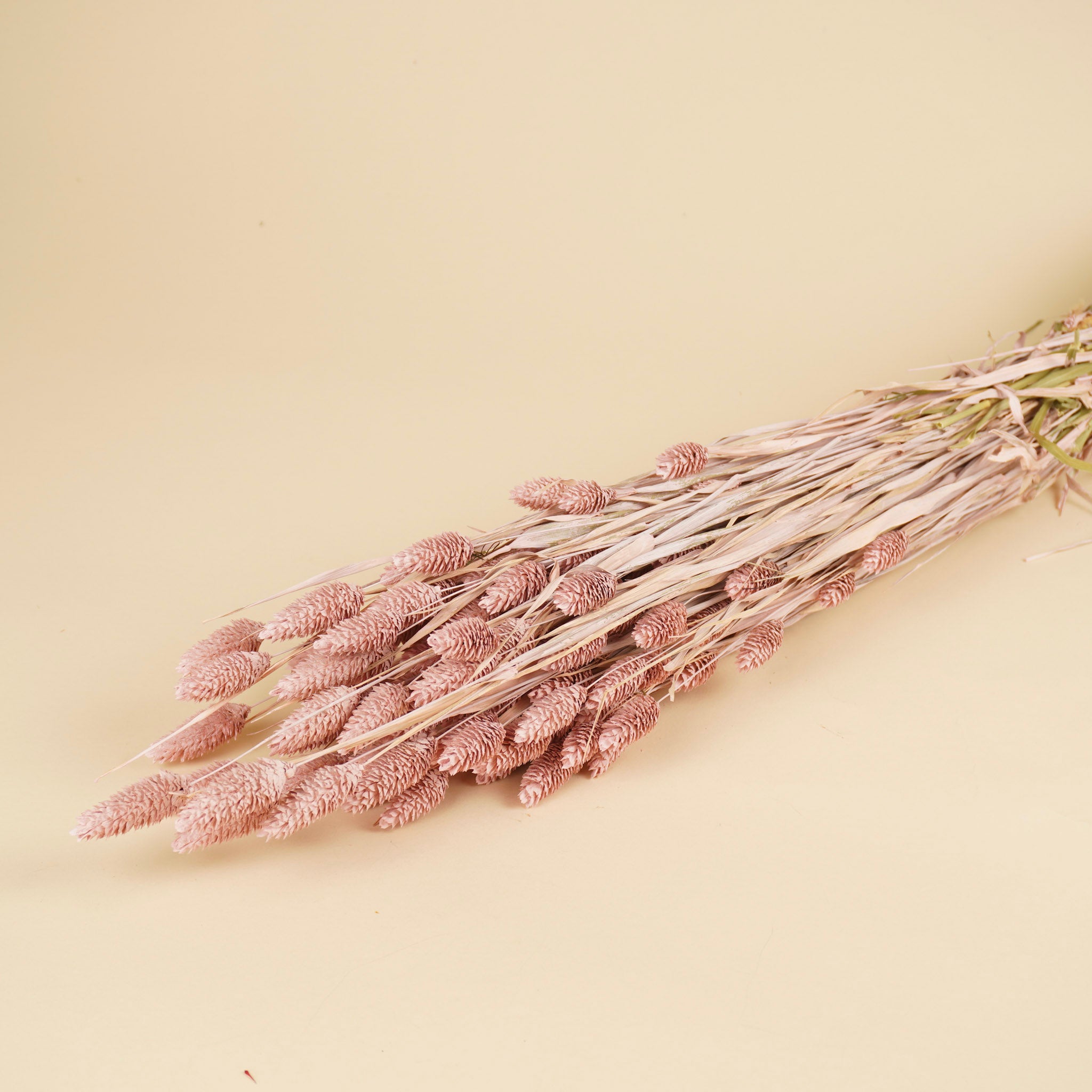 Phalaris séché rose brumeux