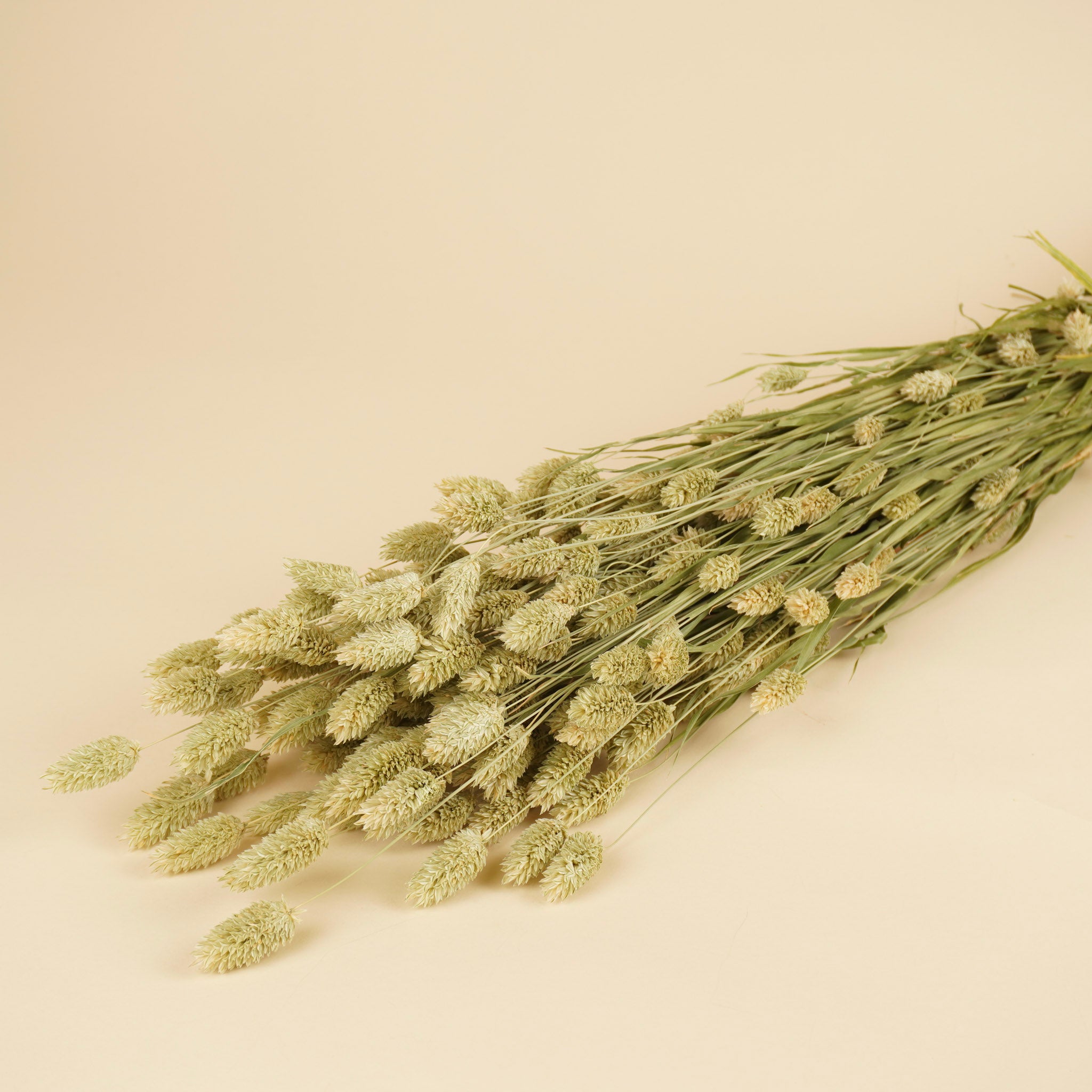 Phalaris séché naturel (Kanariegras)