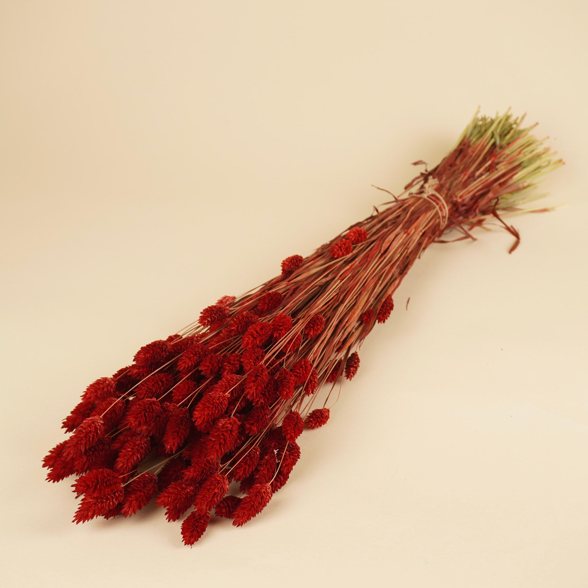 Gedroogde phalaris (kanariegras) – rood