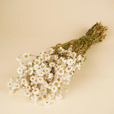 Gedroogde rhodanthe – wit