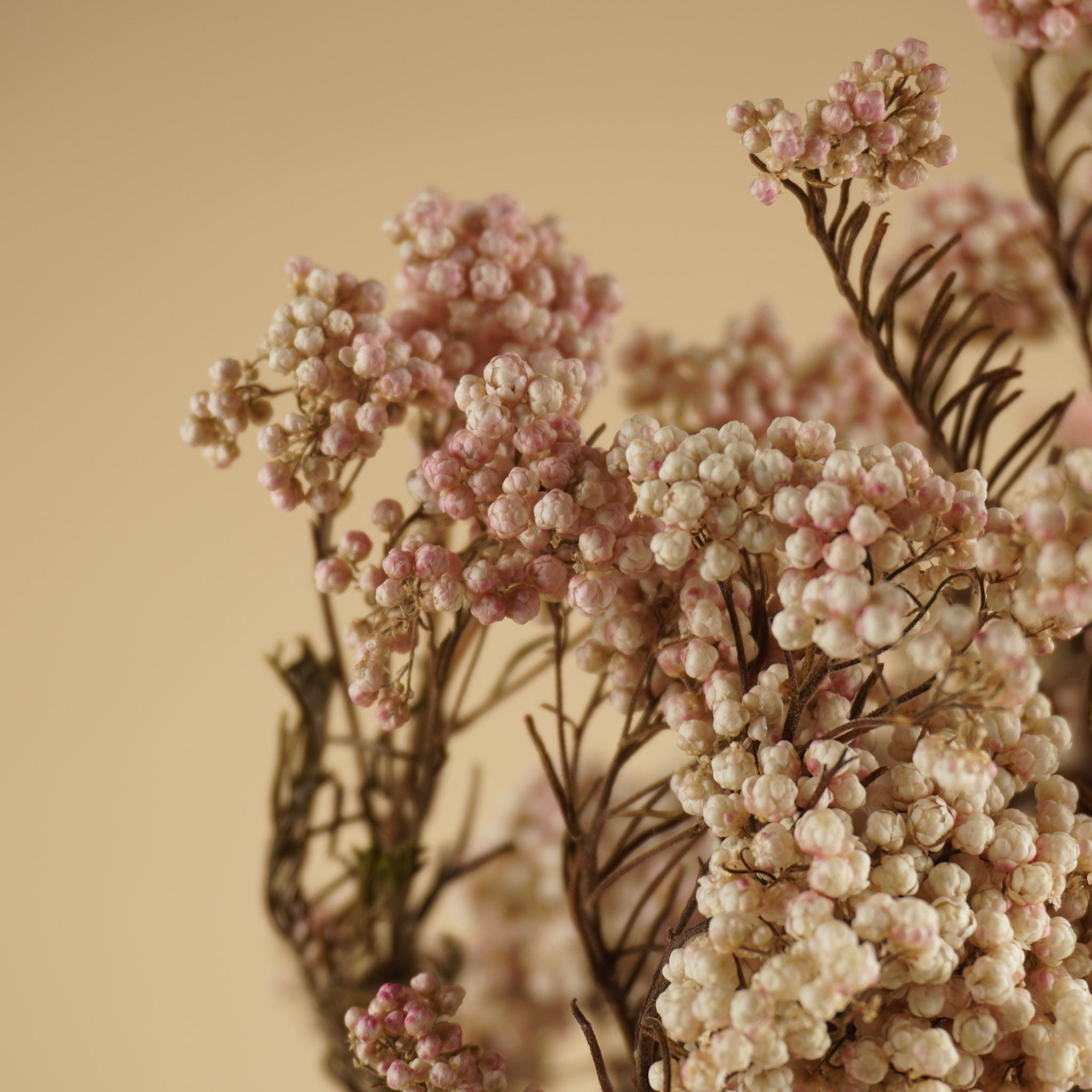 Gedroogde rice flower – naturel roze