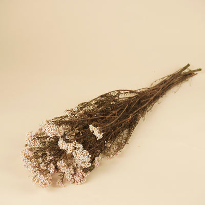 Rose naturel séché à la fleur de riz