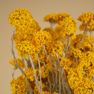 Sanfordii séché