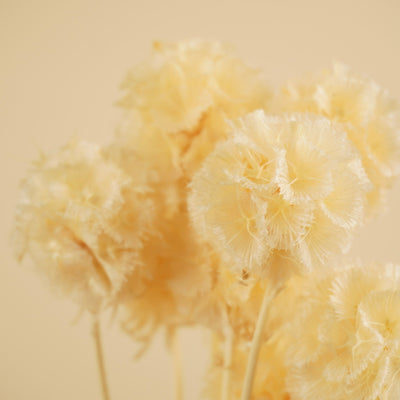 Gedroogde scabiosa stellata – gebleekt