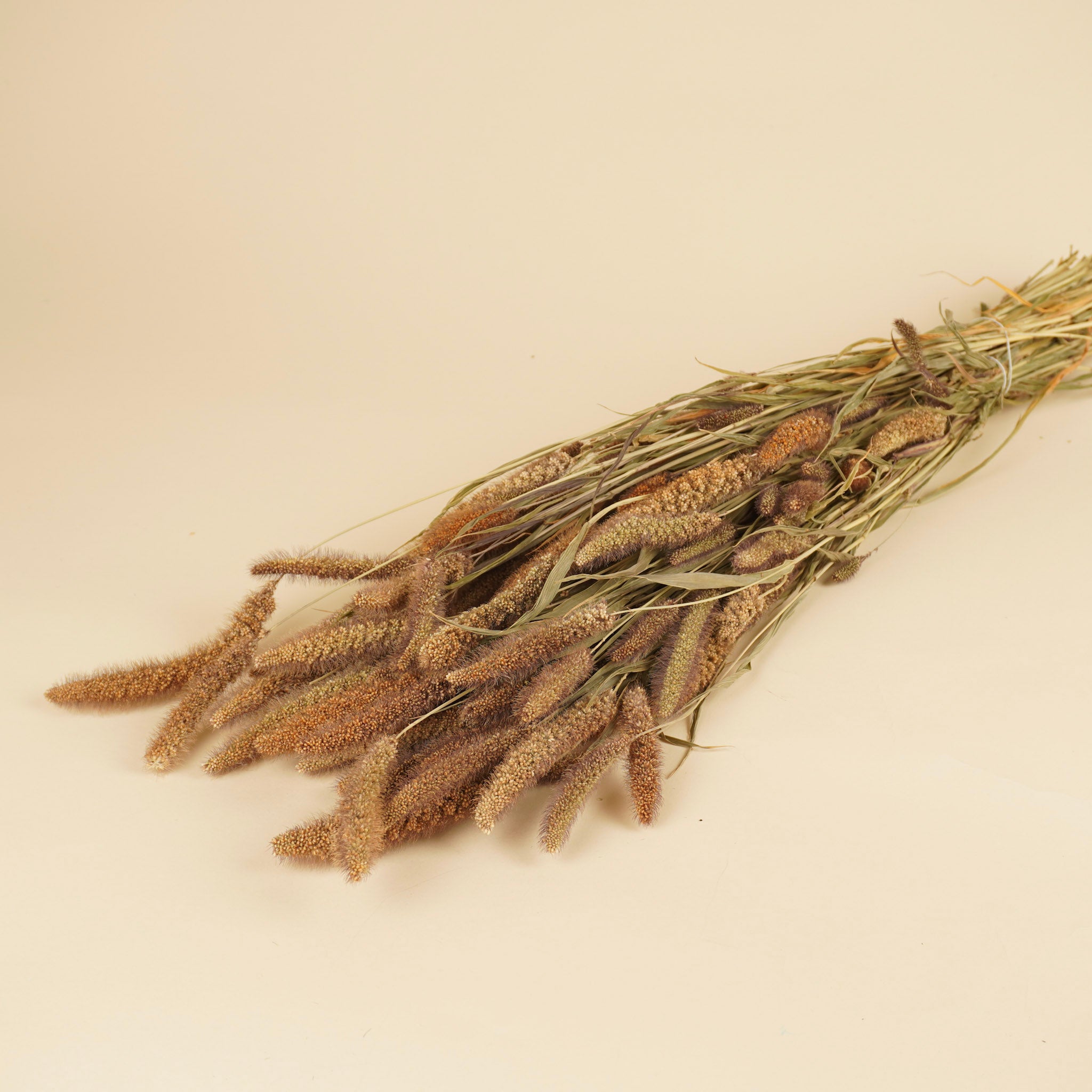 Setaria italica séchée