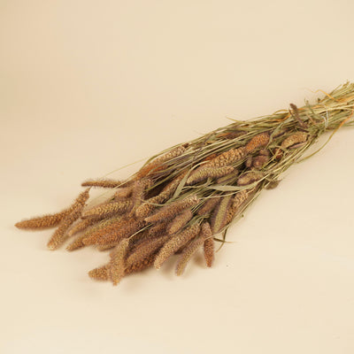 Getrocknete Setaria italica