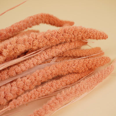 Getrocknetes Rhodanthe Weiß
