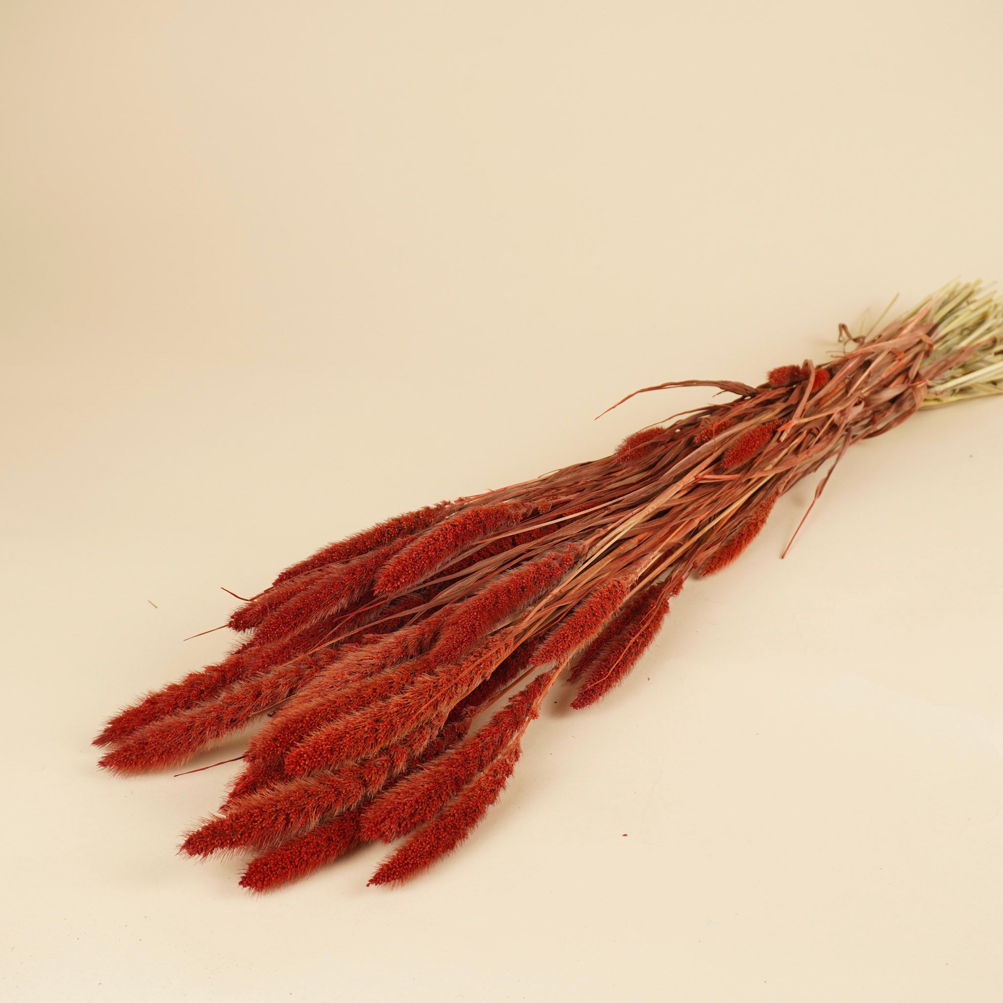 Setaria séché rouge