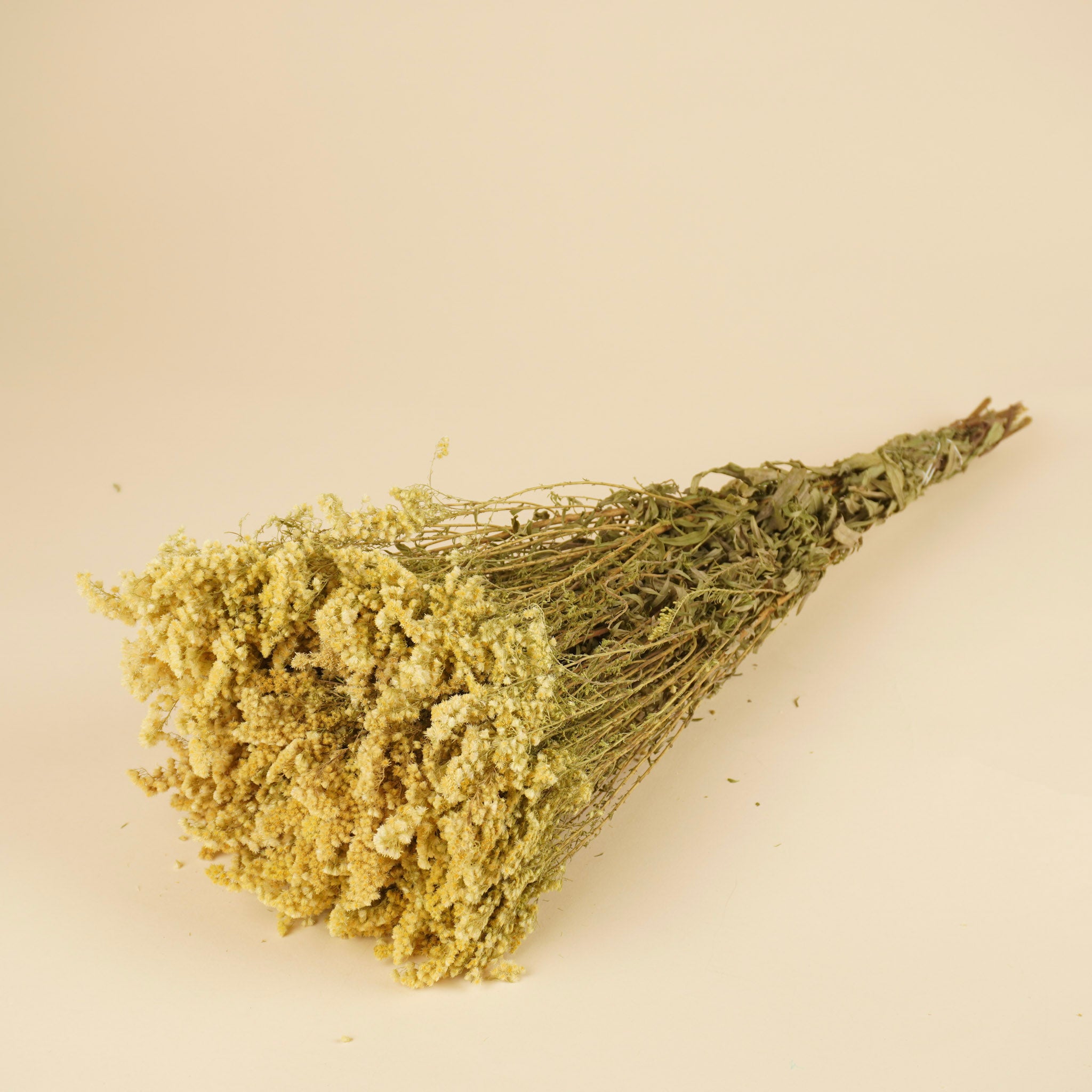 Dried Solidago