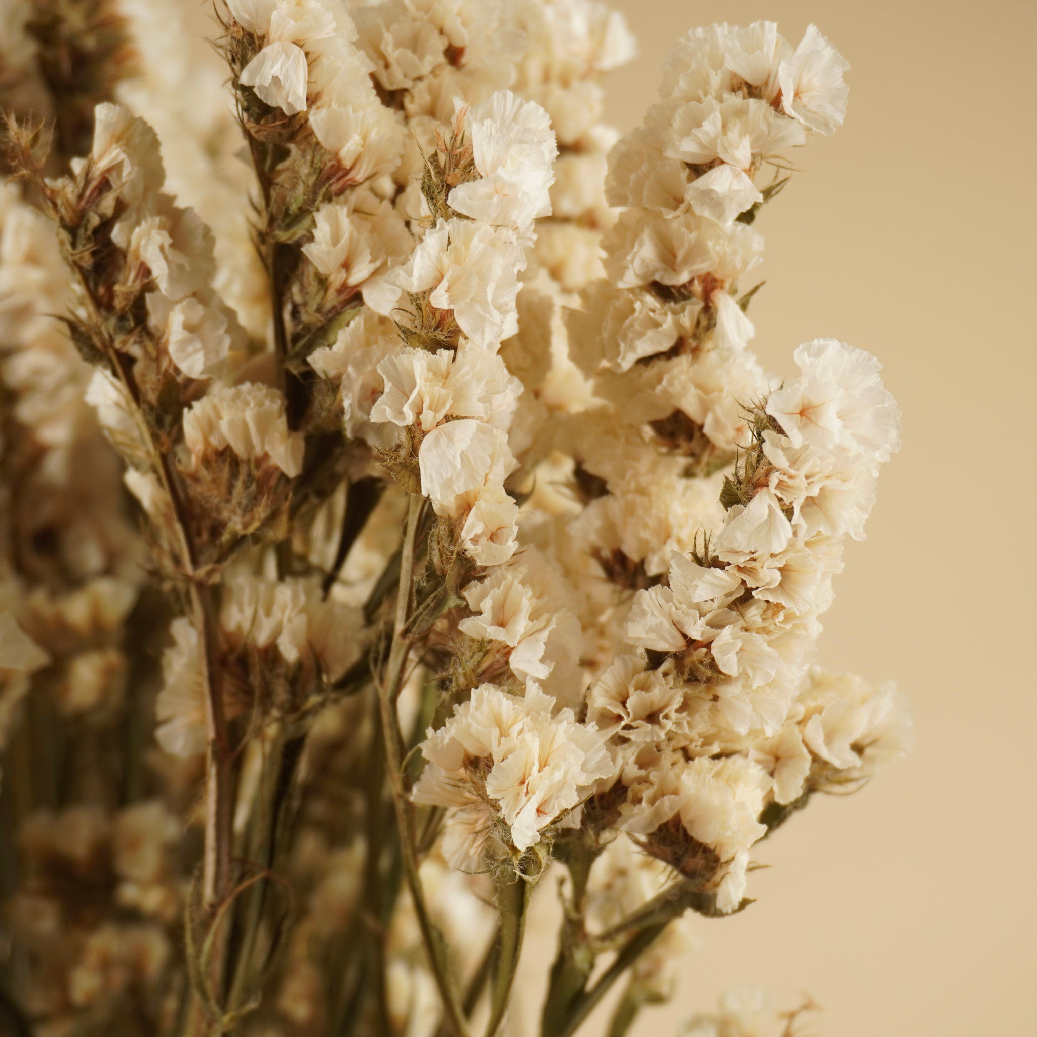 Statistique séchée limonium blanc