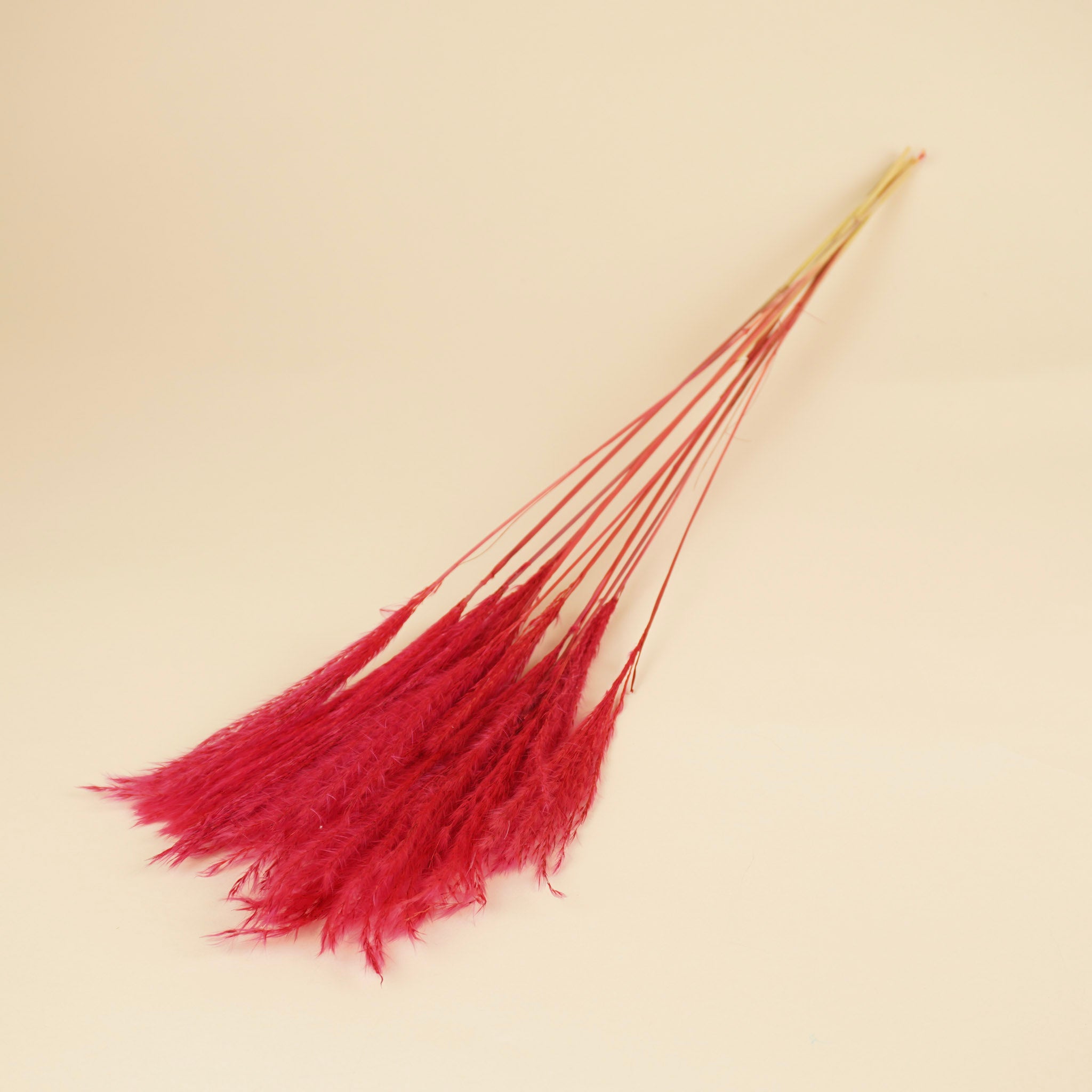 Plume stipa séchée cerise (par pièce)