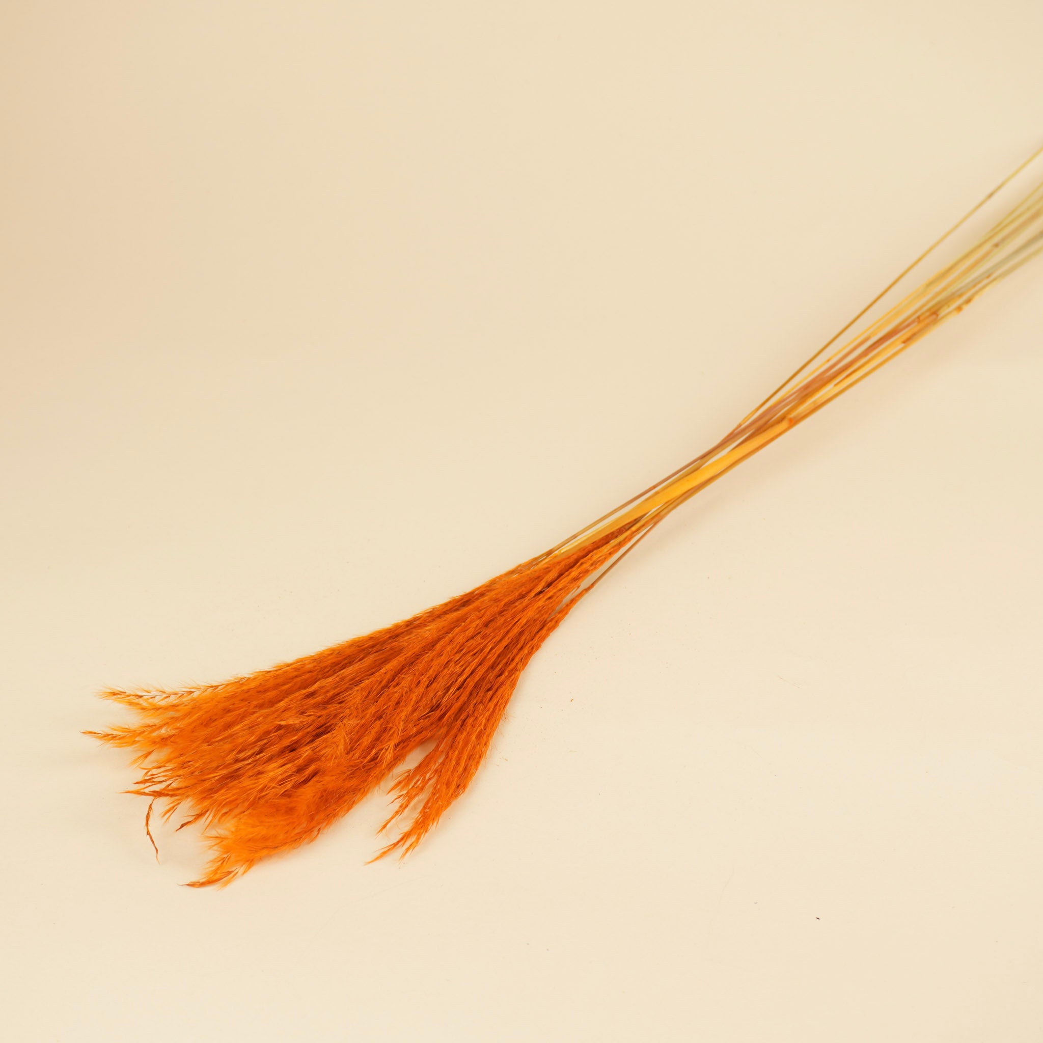 Gedroogde stipa feather – oranje