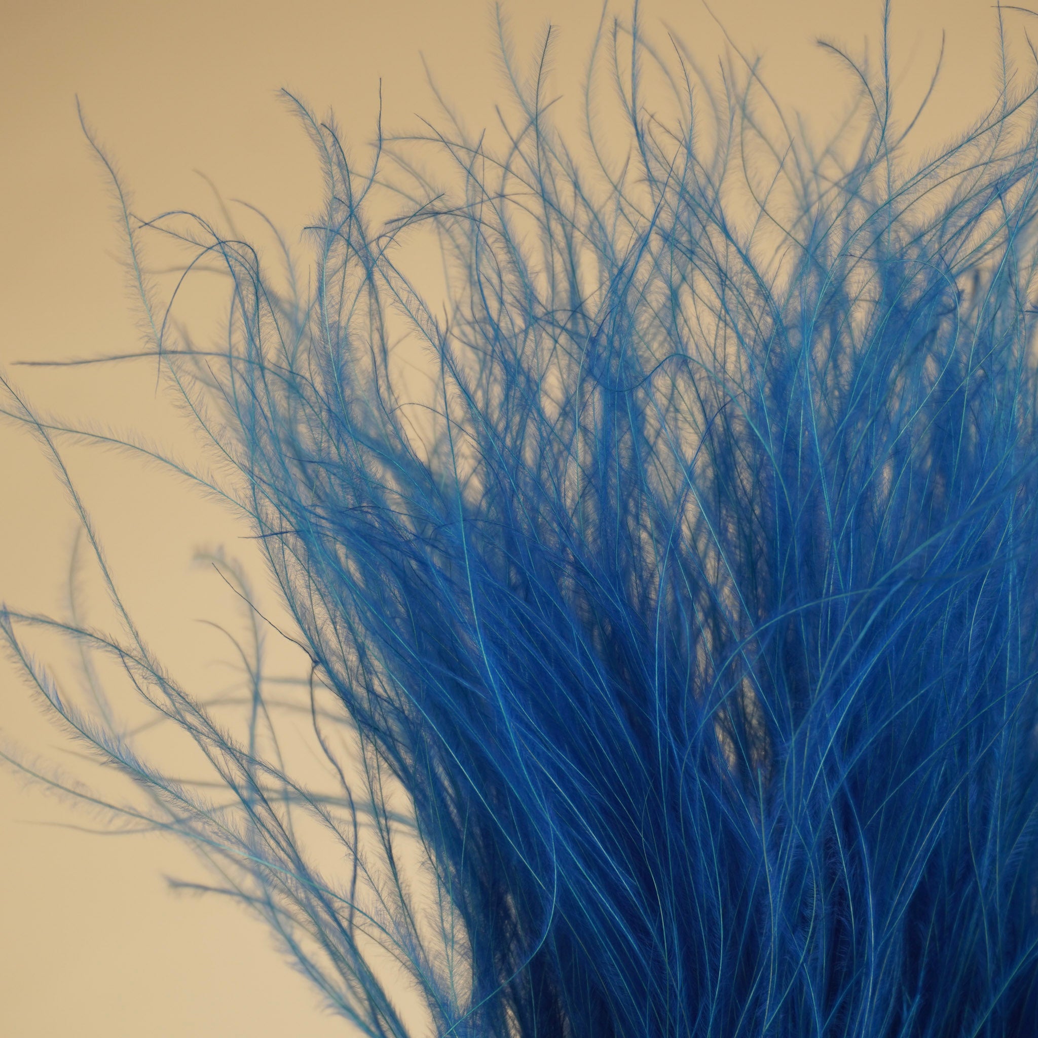 Stypa penata séché bleu clair