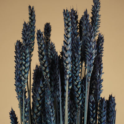 Getrockneter Weizenblau