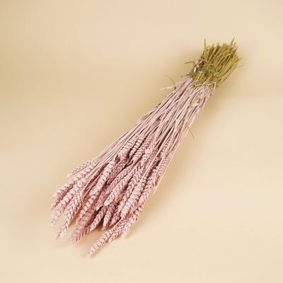 Gedroogde tarwe (triticum) – misty roze